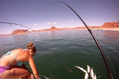 lake_mohave_fishing_guide lake_mohave_fishing_guide