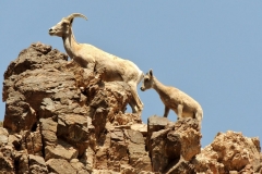 desert_bighorn_sheep_lake_mohave desert_bighorn_sheep_lake_mohave