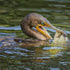 AZGFD studies cormorant impact on wildlife, fish Comorant Eat Bass