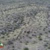 Wild Burros Lake Mohave Arizona Wild Burros Lake Mohave Arizona