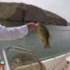 Lake Mohave Smallmouth Bass Fishing 03-31-2020