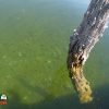 Smallmouth Bass Fry on Lake Mohave
