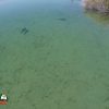 Lake Mohave Carp Overpopulation Harmful to Spawning Bass Lake Mohave Carp Overpopulation Harmfull to Spawning Bass
