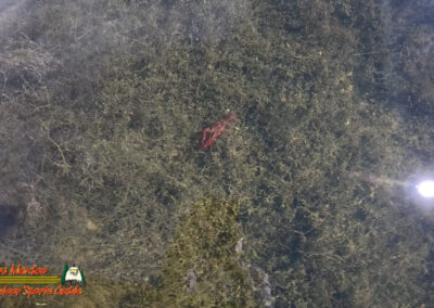 Lake Mohave Crawfish
