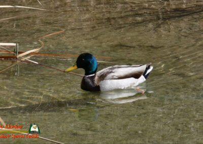 Mallard Lake Mohave 03-04-2025 Ace Pro