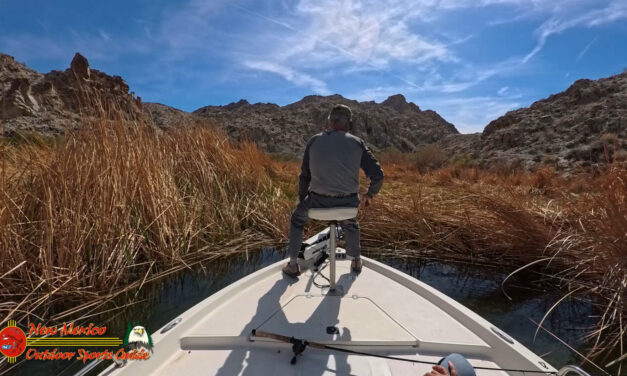 Pre Spawn Smallmouth Bass Sight Fishing March 2025