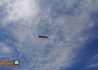 Lake Mohave Smallmouth Bass Action Pro 2 Goodyear Blimp