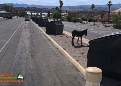 Burro Katherine's Landing Marina