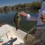 Bass-Fishing-Lake-Mohave-04-27-2020