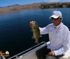 Lake Mohave Photos 33 Lake-Mohave-Smallmouth-Bass-Fishing-Hero9-04-07-2021