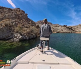 Lake Mohave Photos 5 Lake-Mohave-Smallmouth-Sight-Fishing-AcePro2-03-16-2025_000234_06