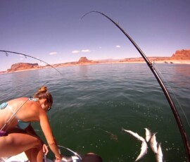 Lake Mohave Photos 65 lake_mohave_fishing_guide