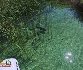 Lake Mohave Photos 31 Mid-April-Smallmouth-AcePro2-04-14-2025_000054_03