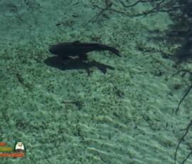 Lake Mohave Photos 30 Mid-April-Smallmouth-AcePro2-04-14-2025_000152_08