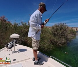Lake Mohave Photos 12 Mid-April-Smallmouth-AcePro2-04-14-2025_000445_18