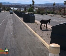 Lake Mohave Photos 28 Mid-April-Smallmouth-AcePro2-04-14-2025_000704_22